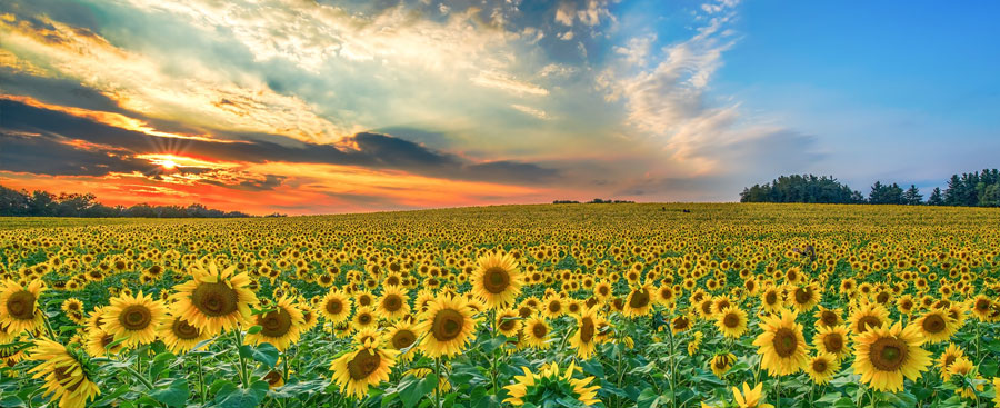 Capitules de tournesol pour la production de PHAs